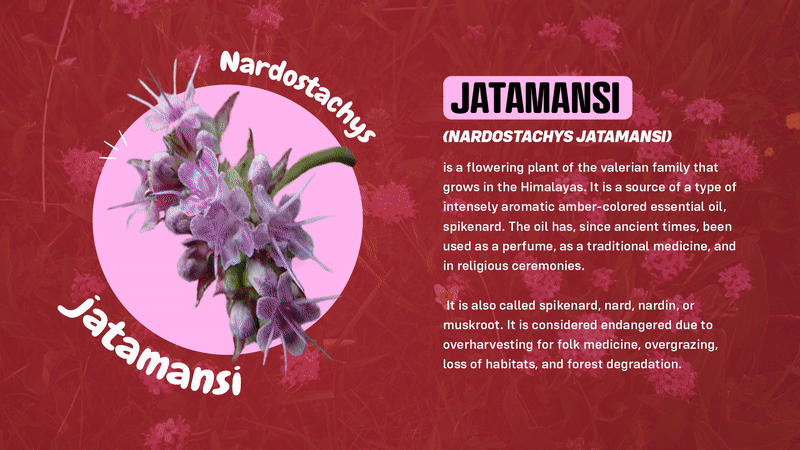 Jatamansi Powder (Rhizome) 100 Grams (3.53 oz.) Herbal Supplement - Henna Cosmetics